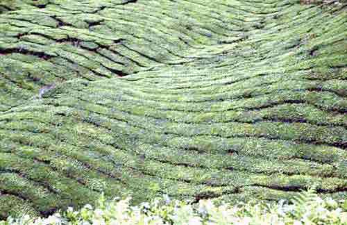 tea plantation-AsiaPhotoStock