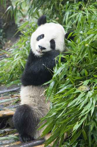 giant panda-AsiaPhotoStock