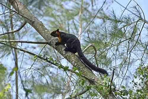 langkawi giant squirrel-AsiaPhotoStock