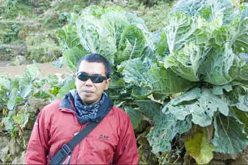 giant cabbage-AsiaPhotoStock