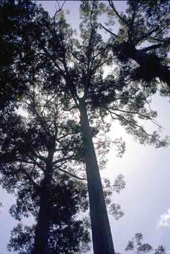 giant karri-AsiaPhotoStock