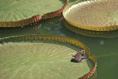 giant lily-AsiaPhotoStock