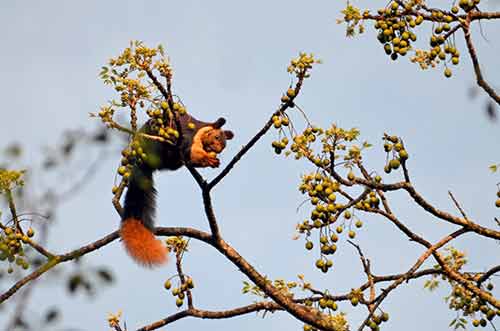 giant squirrel-AsiaPhotoStock