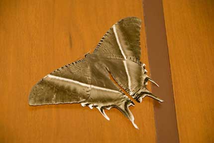 giant swallow tail moth-AsiaPhotoStock