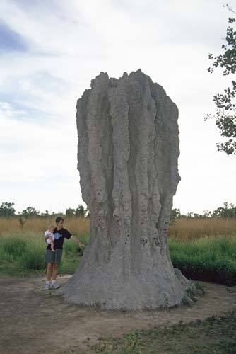 giant termite hill-AsiaPhotoStock