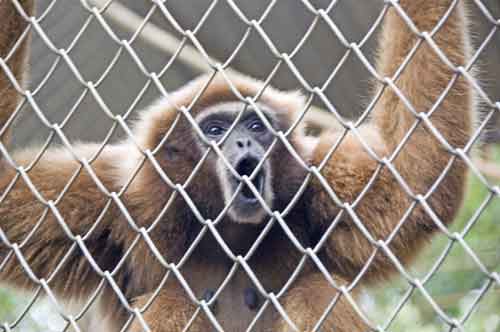gibbon in captivity-AsiaPhotoStock