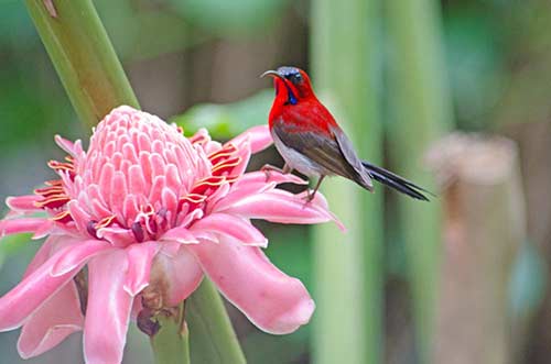 ginger and sunbird-AsiaPhotoStock