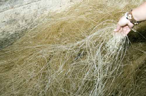 glass noodles hanging-AsiaPhotoStock