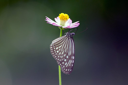 glassy tiger-AsiaPhotoStock