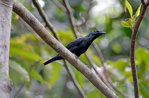 glossy starling-AsiaPhotoStock