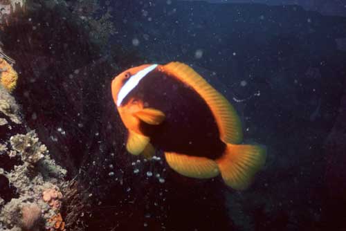 clown fish-AsiaPhotoStock