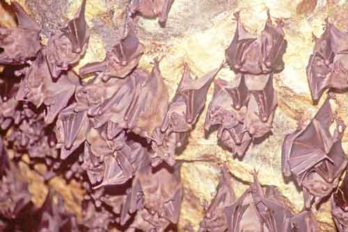 goa lawa bat cave-AsiaPhotoStock