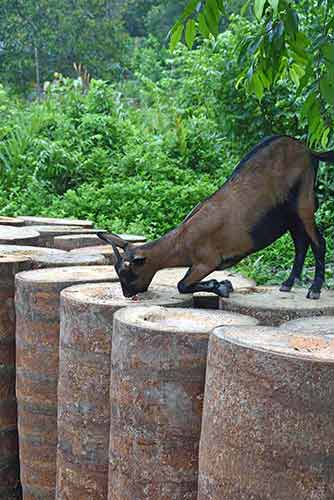 goat sago-AsiaPhotoStock