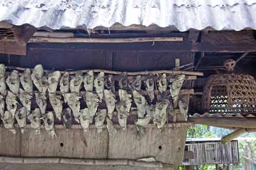 goat skulls on house-AsiaPhotoStock