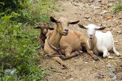 goats at rest-AsiaPhotoStock