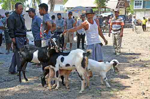 goat market-AsiaPhotoStock