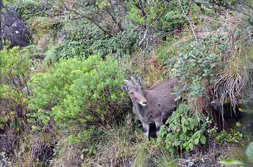 goat nilgiri-AsiaPhotoStock