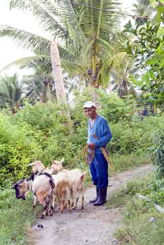 goat herdsman-AsiaPhotoStock