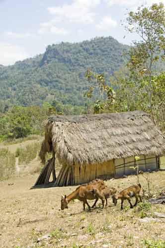 goats-AsiaPhotoStock