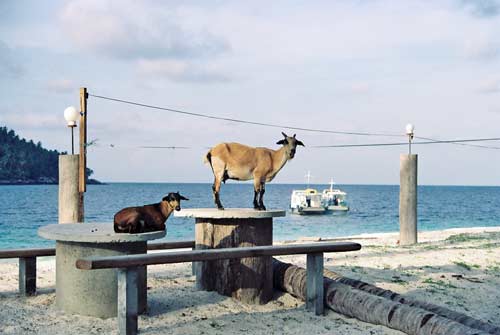 goats on table-AsiaPhotoStock