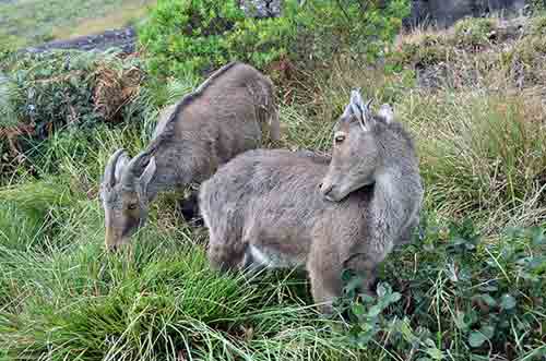 goats tahr-AsiaPhotoStock