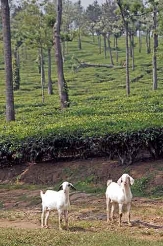 goats tea-AsiaPhotoStock