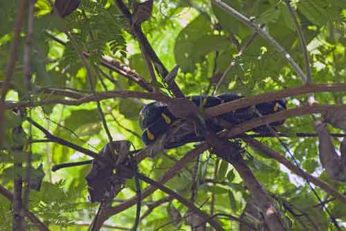 gold ringed cat snake-AsiaPhotoStock