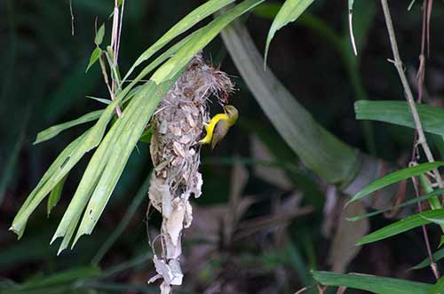 gerygone golden bellied-AsiaPhotoStock