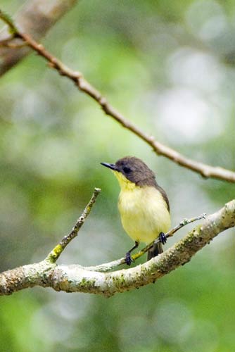 golden bellied gerygone-AsiaPhotoStock