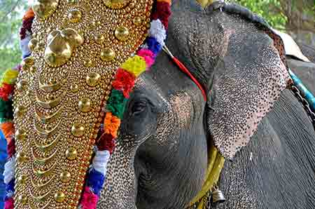 golden elephant-AsiaPhotoStock