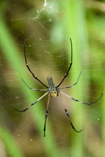 golden orb spider-AsiaPhotoStock