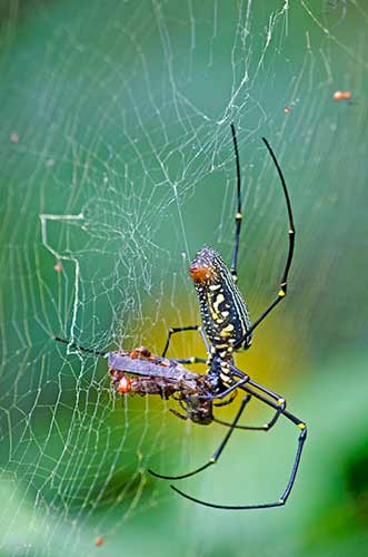 golden orb prey-AsiaPhotoStock