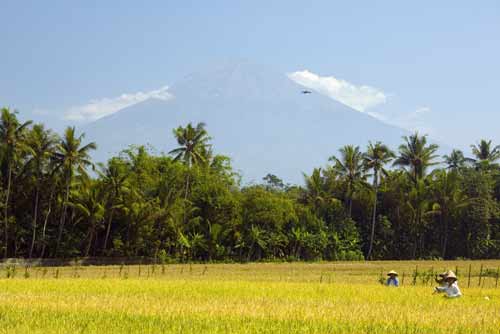 golden rice-AsiaPhotoStock