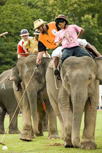 elephant polo-AsiaPhotoStock