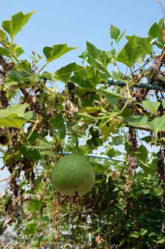 gourd-AsiaPhotoStock