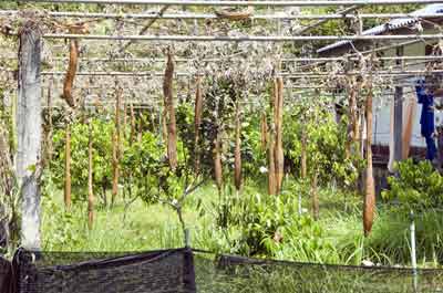 brown gourds-AsiaPhotoStock