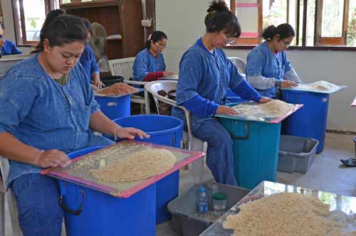 grading rice-AsiaPhotoStock