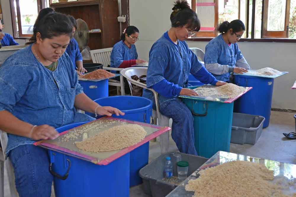 AsiaPhotoStock, grading rice