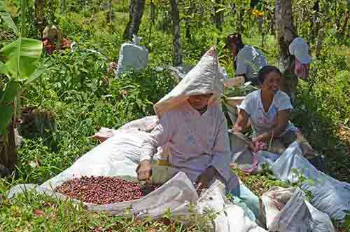 grading coffee-AsiaPhotoStock