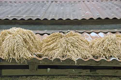 grain on roof-AsiaPhotoStock