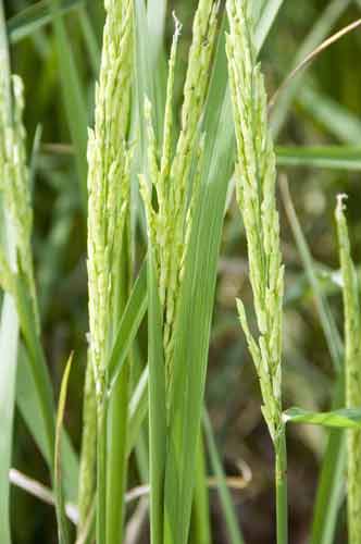 seeds of rice-AsiaPhotoStock