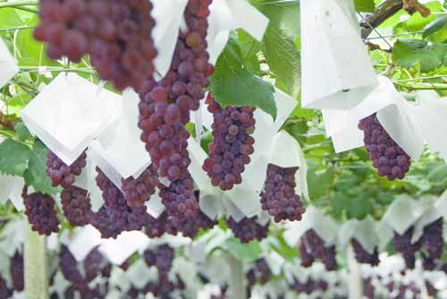 grape vine-AsiaPhotoStock