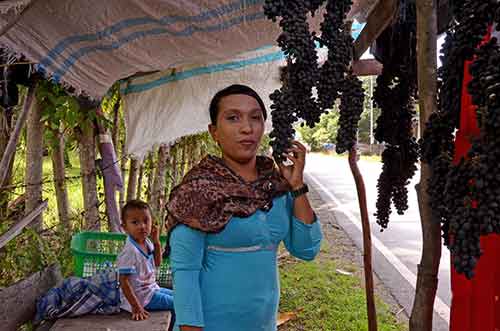 grapes aceh-AsiaPhotoStock