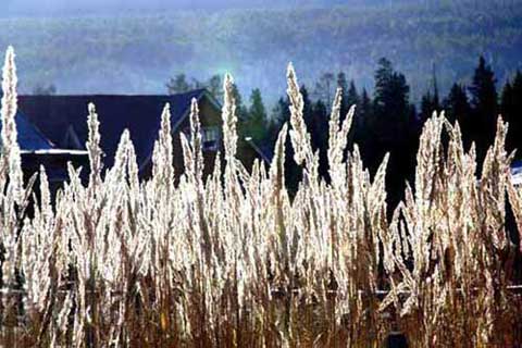 golden grasses-AsiaPhotoStock