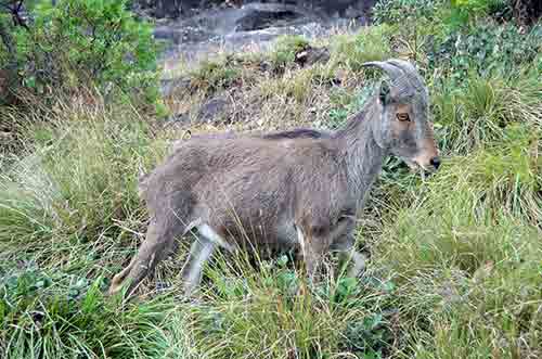 grass goat-AsiaPhotoStock