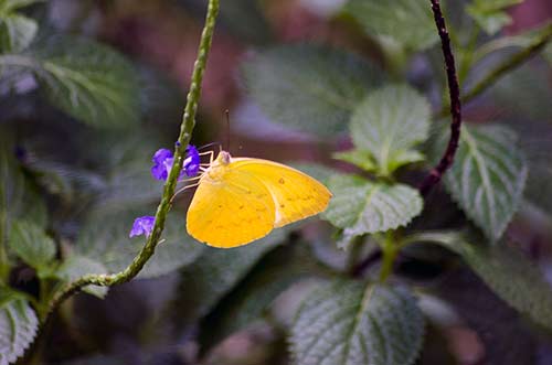 grass yellow-AsiaPhotoStock