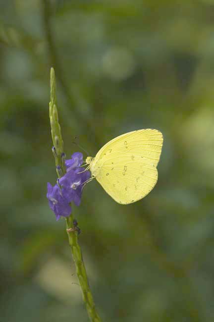 grass yellow butterfly-AsiaPhotoStock