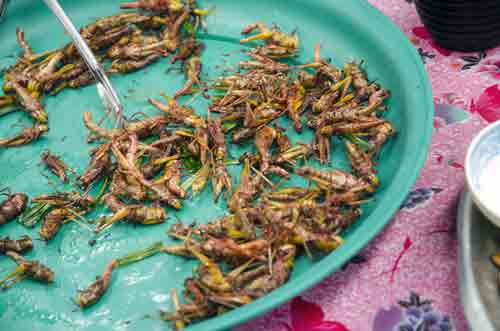 grasshoppers snack-AsiaPhotoStock