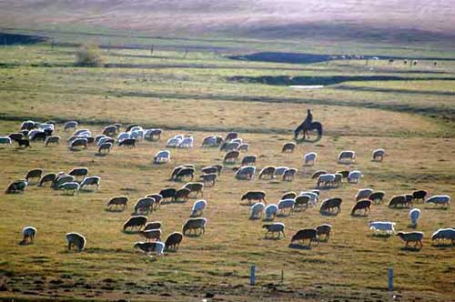 sheep grazing-AsiaPhotoStock