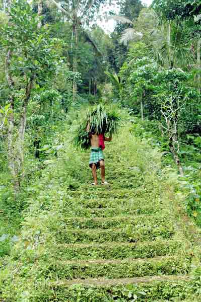 grassy steps-AsiaPhotoStock